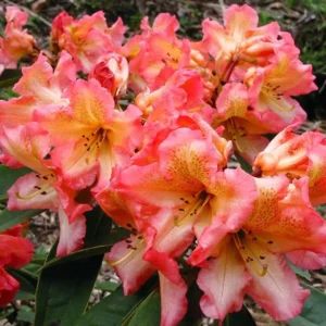 Рододендрон Слънчев огън/ Rhododendron  Hybrid Sunfire