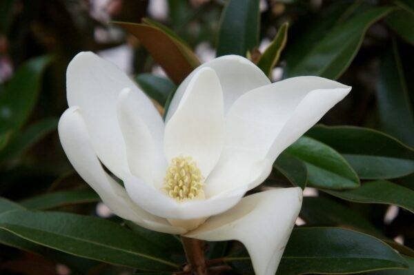 Вечнозелена магнолия Алта / Magnolia grandiflora Alta - Image 2