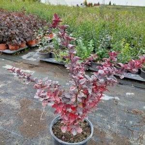 Берберис Thunbergii atropurpurea