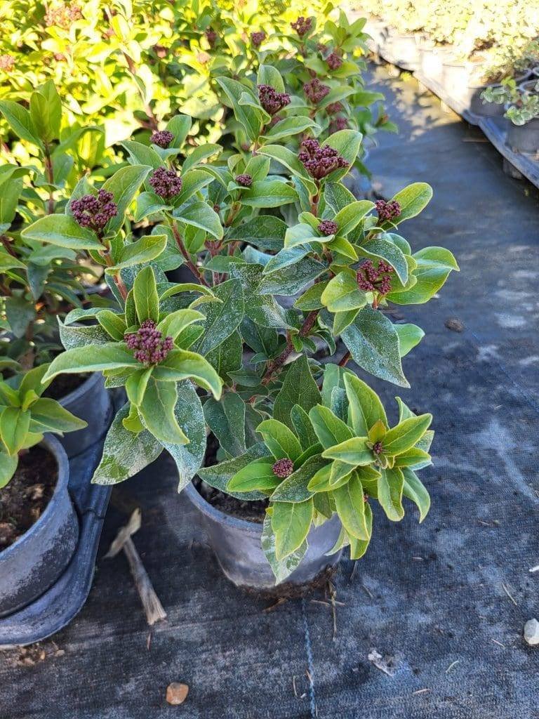 Вечнозелена калина 80-100см./ Viburnum Tinus