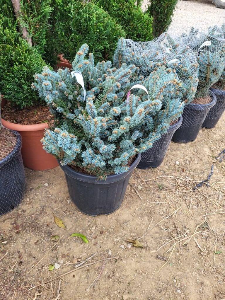 Кълбовиден сребрист смърч/ Picea pungens Gauca Globosa
