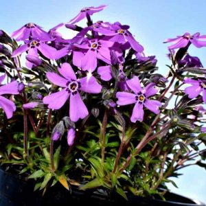 Флокс .лилав 'Phlox subulata Purple' | Разсадник Манчеви