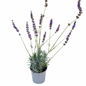 Лавандула лилава/ Lavandula 'Intermedia grosso'