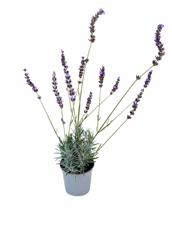 Лавандула лилава/ Lavandula 'Intermedia grosso'