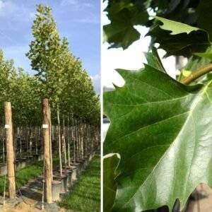 Чинар - Platanus Acerifolia