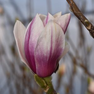 Cуланжова магнолия ( Magnolia soulangeana ) | Разсадник Манчеви