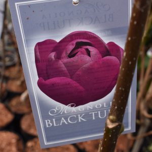 Магнолия Черно Лале (Magnolia 'Black Tulip') | Разсадник Манчеви