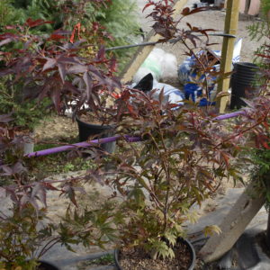 Японски клен червенолистен/ Acer pal. ‘Atropurpureum 80-100см.