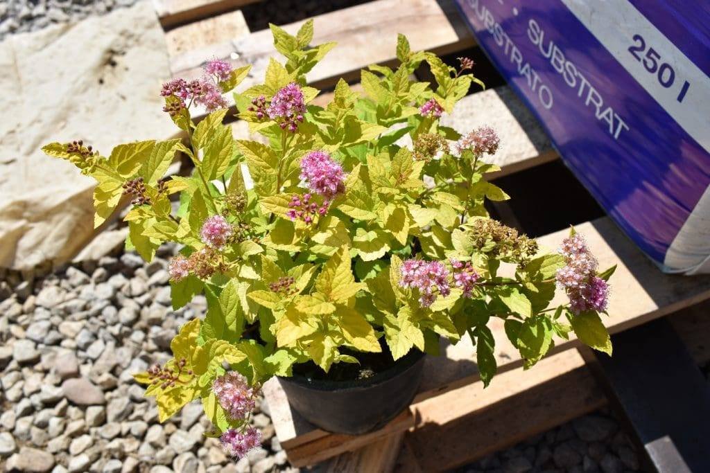Спирея Жълта принцеса/ Spiraea jap.  "Golden Princess"