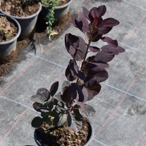 Червенолистна смрадлика/ Cotinus coggygria ‘Royal Purple’