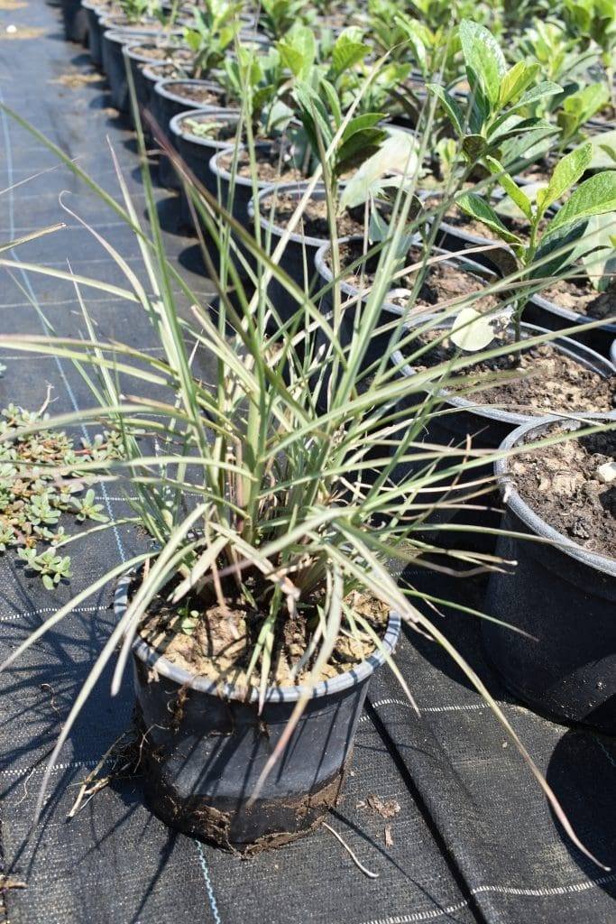 Мискантус червен/ Miscanthus sinensis 'Red Chief'