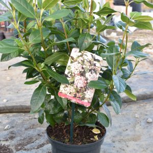 Калина (Viburnum tinus) | Разсадник Манчеви