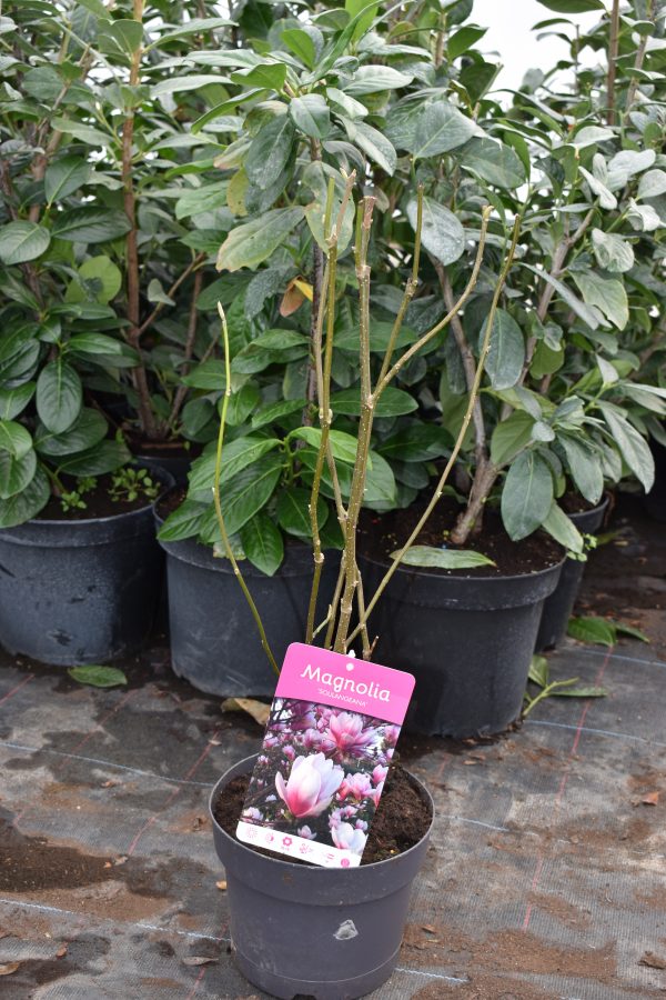 Cуланжова магнолия ( Magnolia soulangeana ) | Разсадник Манчеви