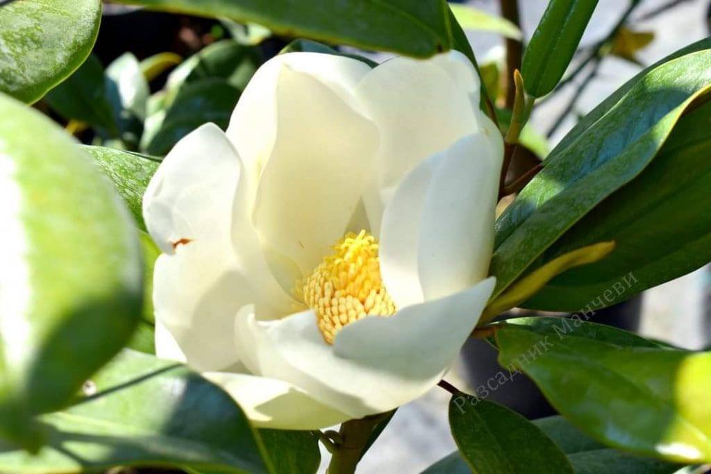 Магнолия Grandiflorа ‘Little Gem’  | Разсадник Манчеви