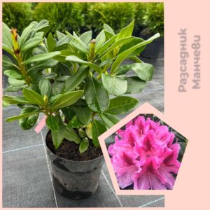 Рододендрон Космополитан/ Rhododendron 'Cosmopolitan'