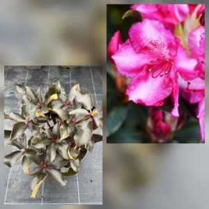 Рододендрон Розов шоколад/ Rhododendron Choco & Pink®