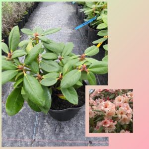 Рододендрон Вирджиния Ричардс/Rhododendron Virginia Richard