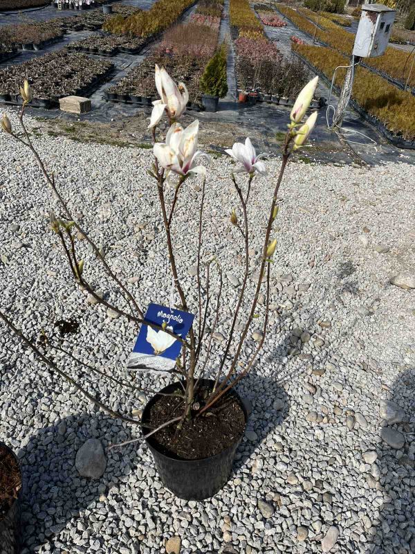 Магнолия Alba Superba (Magnolia X Soulangeana Alba Superba) | Разсадник Манчеви