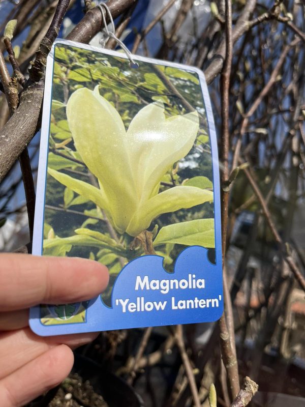 Магнолия Жълта / Magnolia 'Yellow Lantern' | Разсадник Манчеви