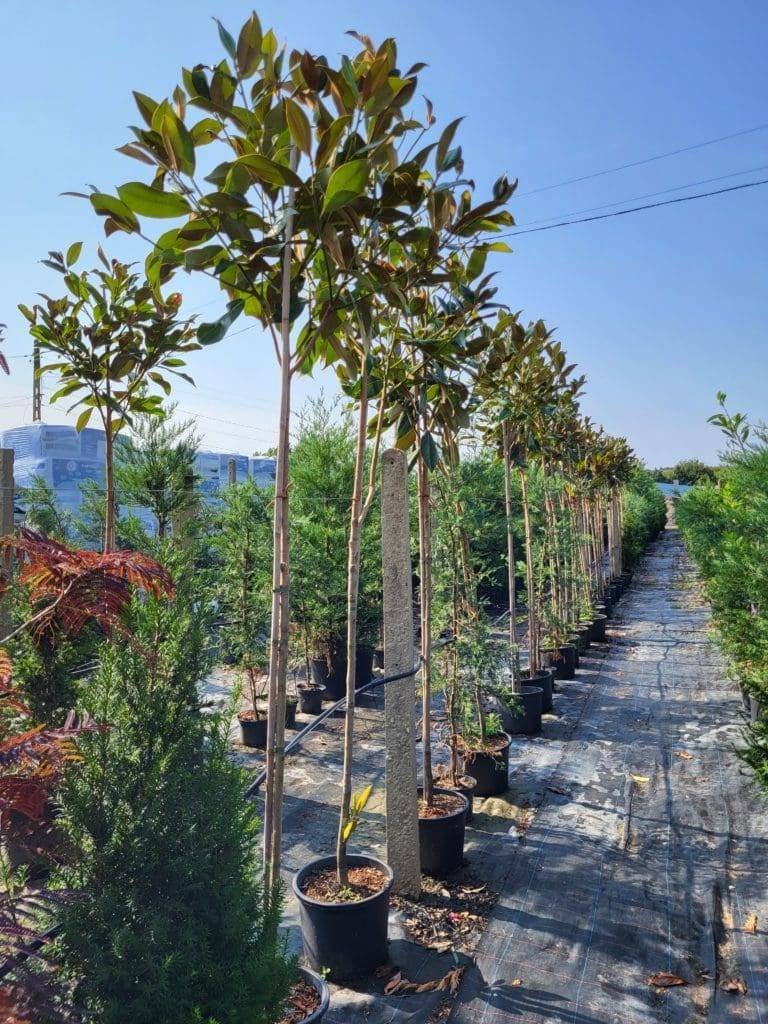 Вечнозелена Магнолия дърво/ Магнолия Grandiflora 200 - 220см ...
