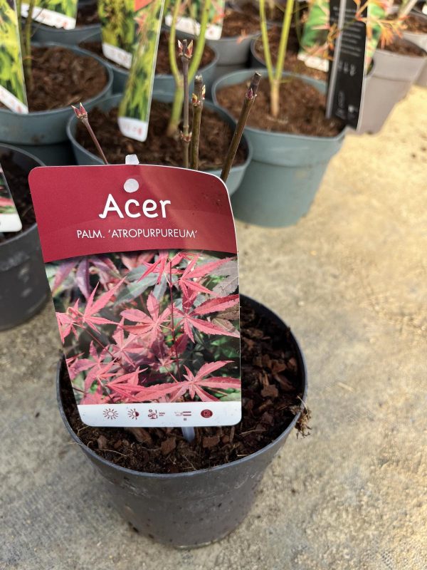 Японски клен Acer Palmatum Atropurpureum | Разсадник Манчеви