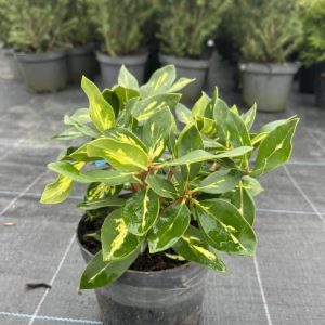Рододендрон светлолилав/ Rhododendron Hybrid Goldflimmer