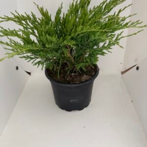 Хвойна "Andora Compact"/Juniperus hor. 'Andorra Compact'