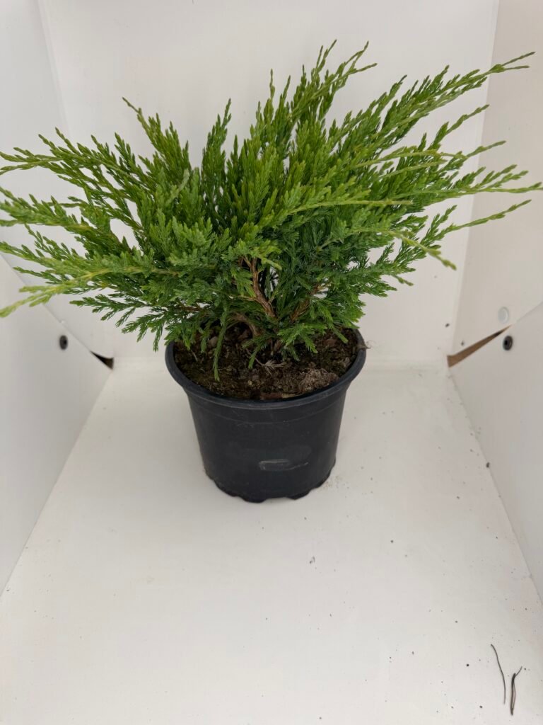 Хвойна "Andora Compact"/Juniperus hor. 'Andorra Compact'
