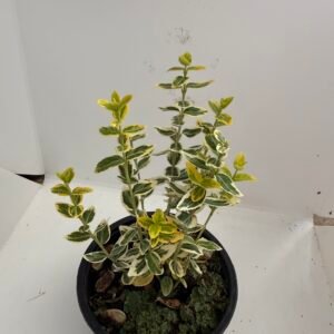 Радиканс жълт/ Euonymus fortunei 'Emerald 'n Gold' (Копие)
