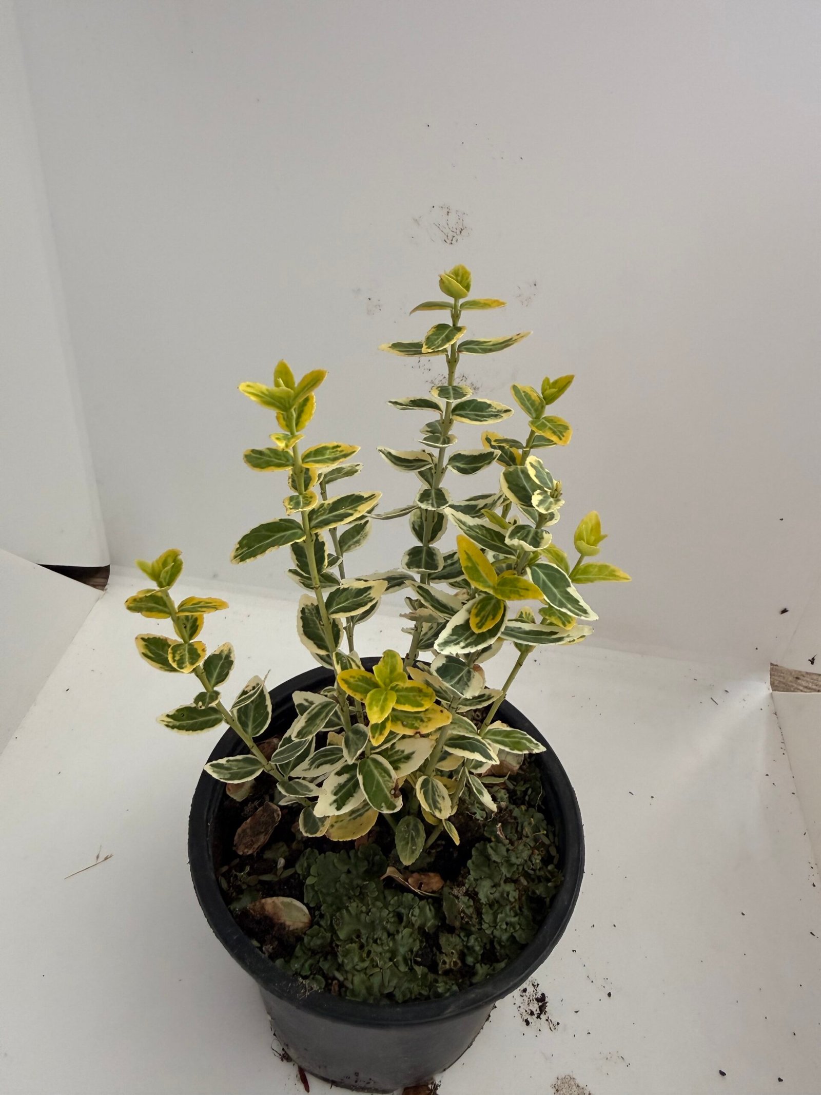 Радиканс жълт/ Euonymus fortunei 'Emerald 'n Gold' (Копие)