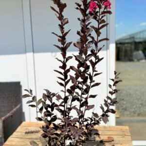 Индийски люляк червенолистен /Lagerstroemia Midnight magic