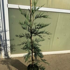 Кипарис Лейланди /Cupressus leylandii 80см.