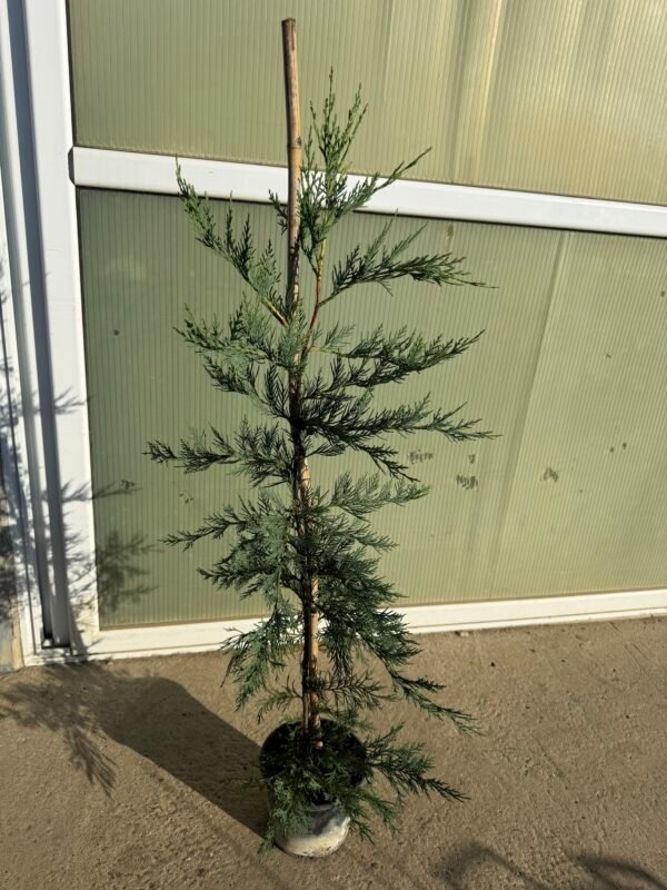 Кипарис Лейланди /Cupressus leylandii 80см.