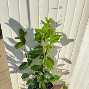 Prunus l. "Novita"/ Лавровишна Новита 40-60см.