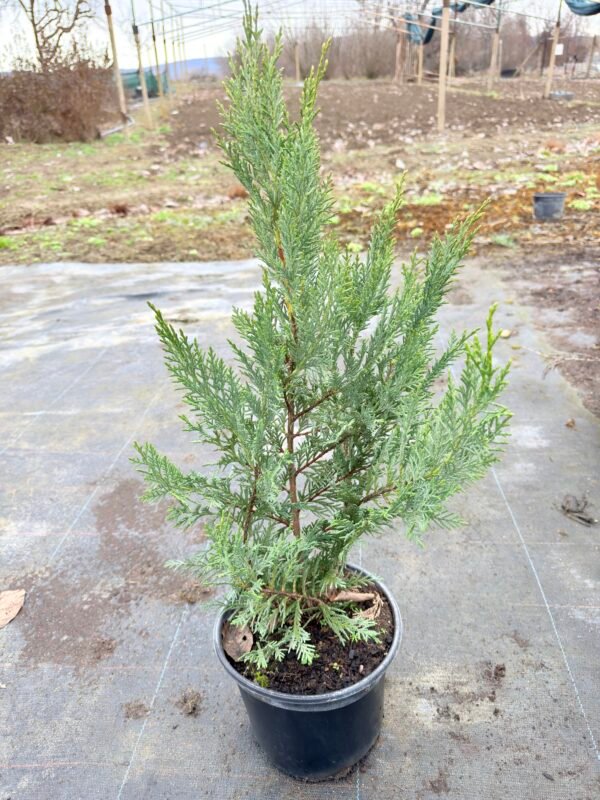 Кипарис Лейланди /Cupressus leylandii 50-70см.
