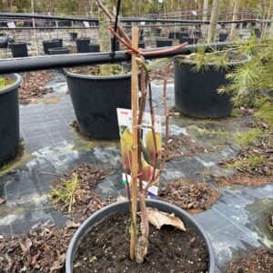 Mагнолия Sunsation 30-40см