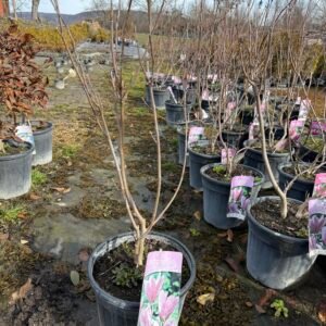 Магнолия Сюзън /Magnolia Susan/