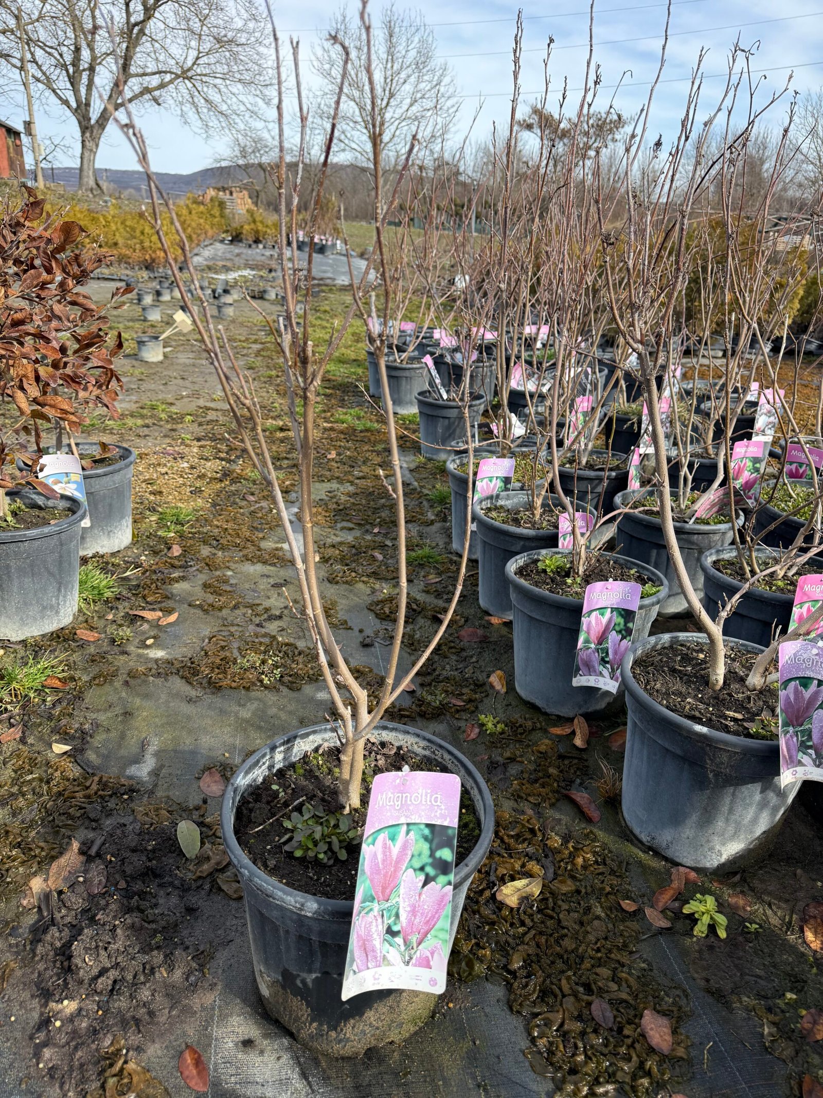 Магнолия Сюзън /Magnolia Susan/