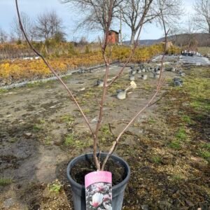 Магнолия 'Soulangeana' 60-80см.