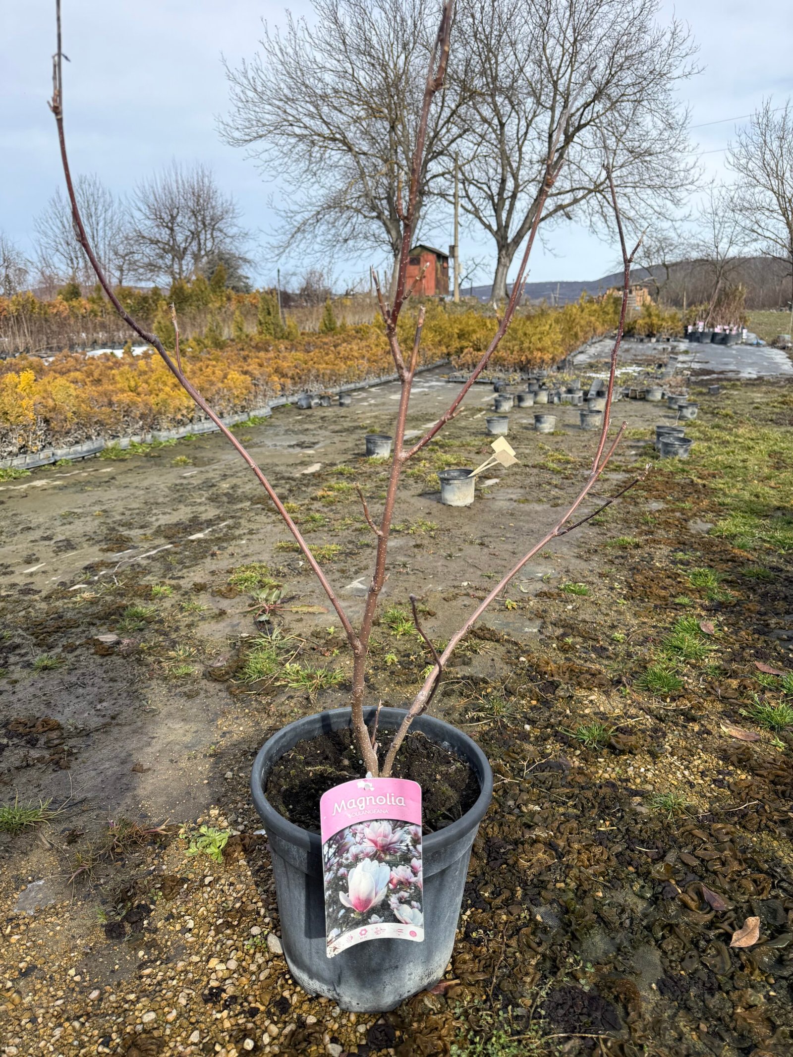 Магнолия 'Soulangeana' 60-80см.