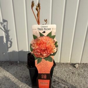 Дървовиден Китайски Божур  оранжев