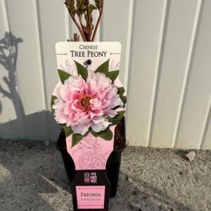 Дървовиден китайски божур розов/ Paeonia suffruticosa (roze)