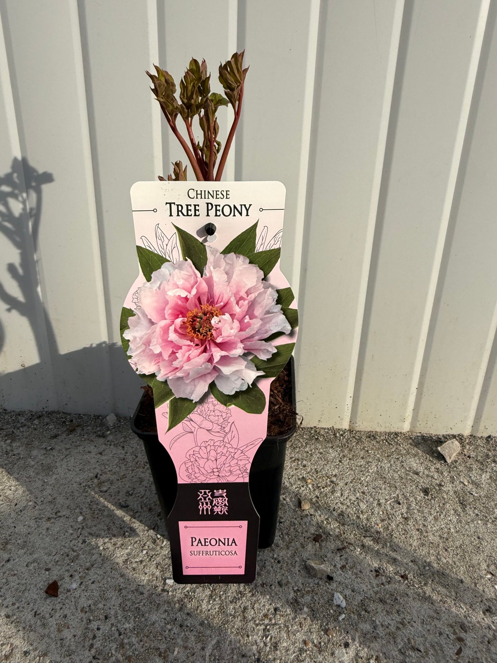 Дървовиден китайски божур розов/ Paeonia suffruticosa (roze)