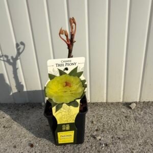 Дървовиден божур жълт/ Paeonia suffruticosa 'Yellow'