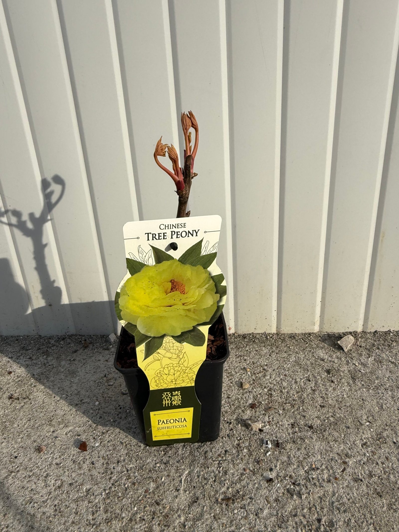 Дървовиден божур жълт/ Paeonia suffruticosa 'Yellow'