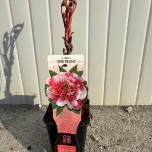 Дървовиден китайски божур червено-бял/ Paeonia suffruticosa Red