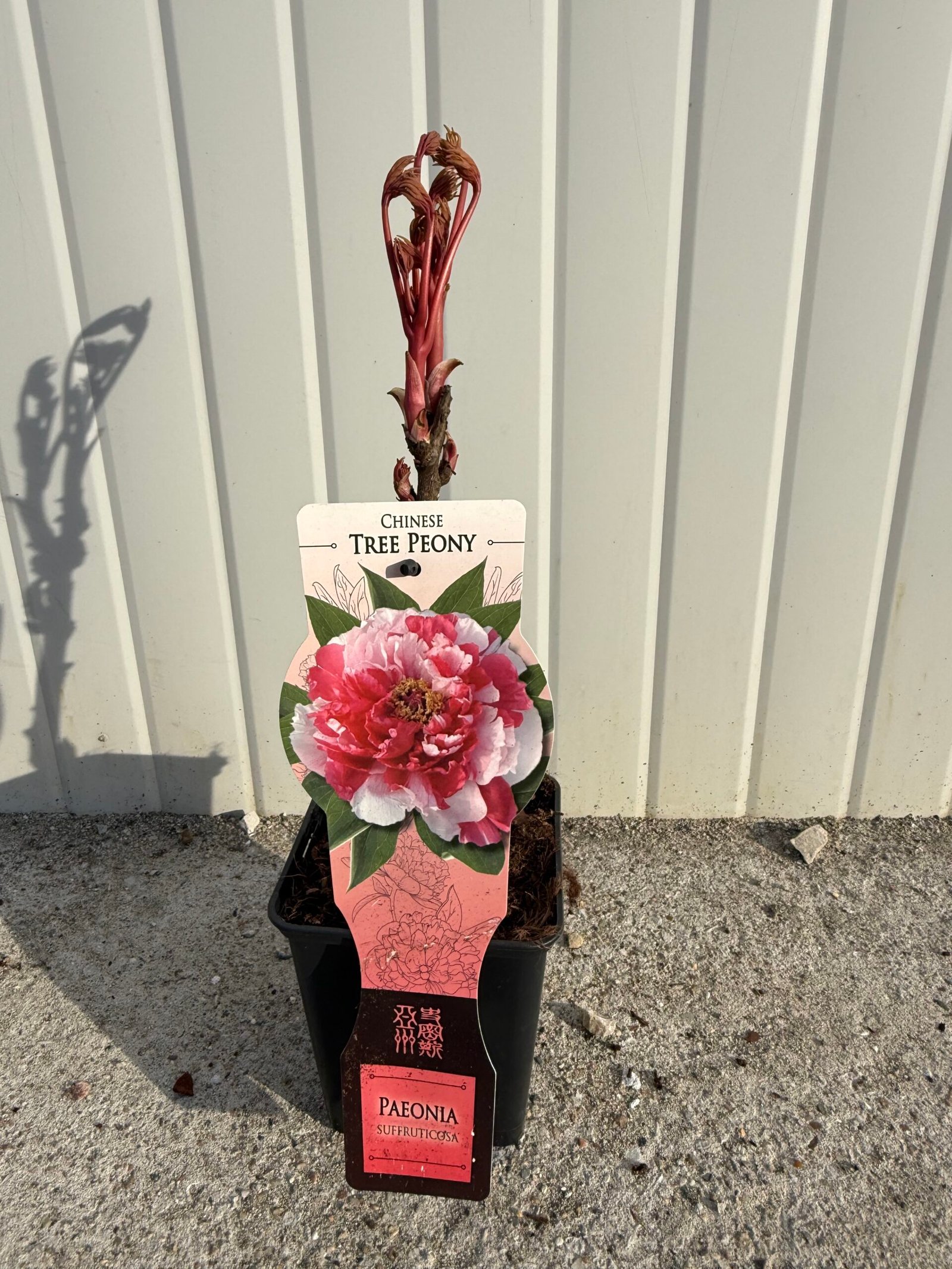 Дървовиден китайски божур червено-бял/ Paeonia suffruticosa Red