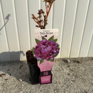 Дървовиден китайски божур лилав/ Paeonia suffruticosa