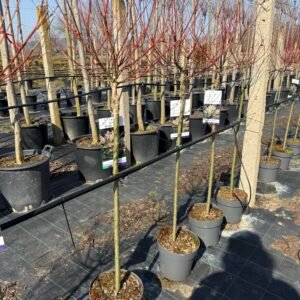 Пъстролистна японска върба/ Salix integra 'Hakuro-nishiki' - 180см