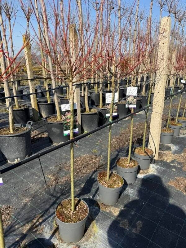 Пъстролистна японска върба/ Salix integra 'Hakuro-nishiki' - 180см